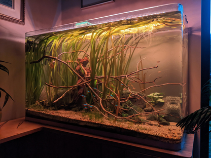 Vallisneria Spiralis