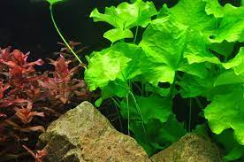 Nymphoides Taiwan