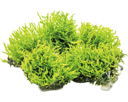 Riccardia Chamedryfolia