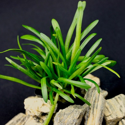Sagittaria subulata