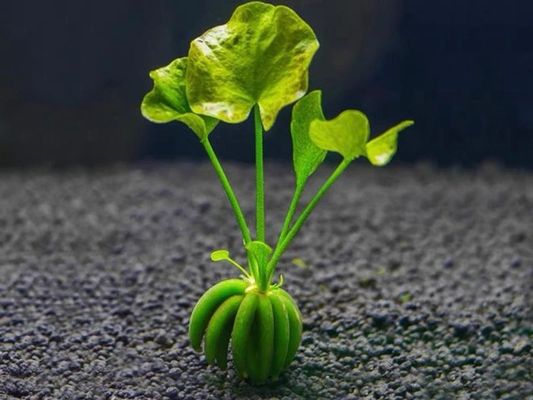 Nymphoides aquatica