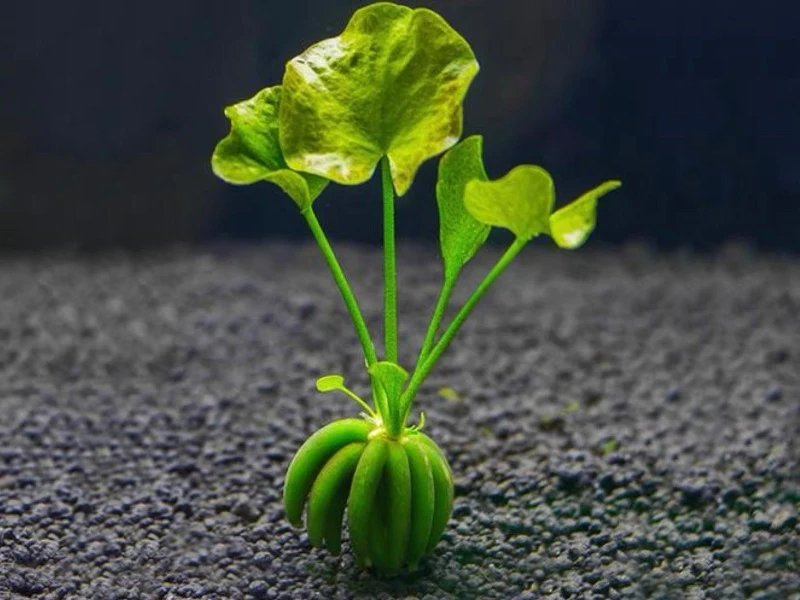 Nymphoides aquatica