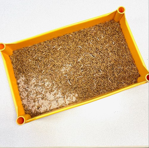Mealworms