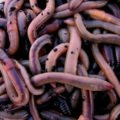 Dendrobeana worms