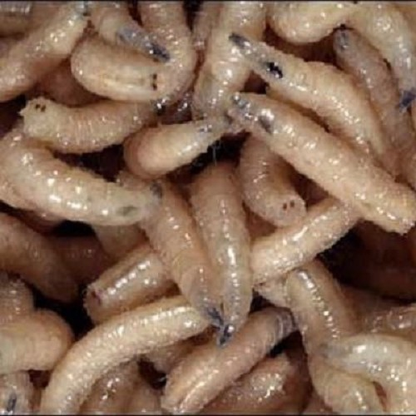Maggots