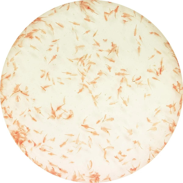 Artemia