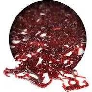 Red mosquito larvae