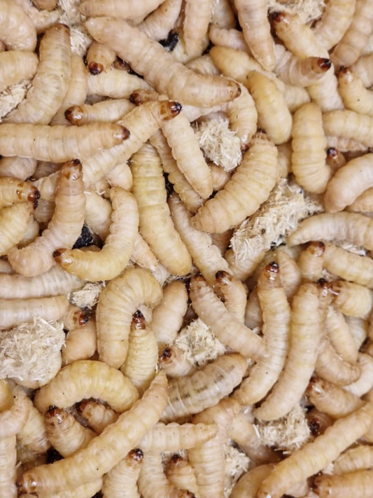 Wax moths