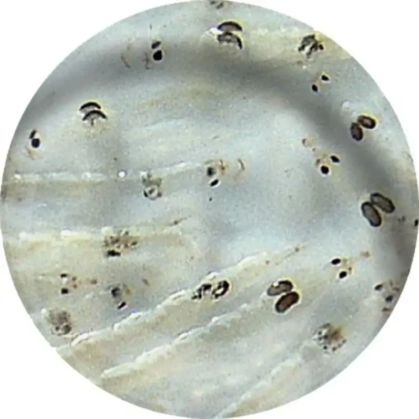 Witte muggenlarven