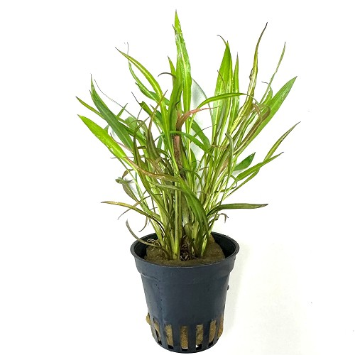 Cryptocoryne pink panther