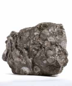 Black snail stone
