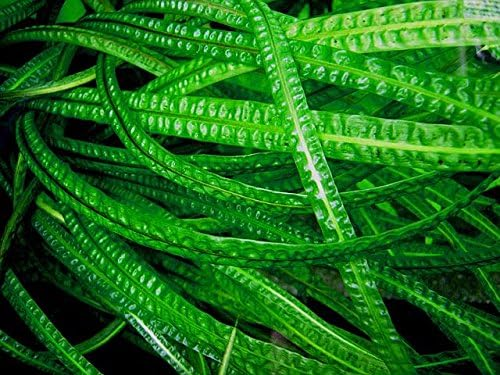 Cryptocoryne Balansae