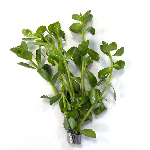 Bacopa Amplexicaulis Caroliniana
