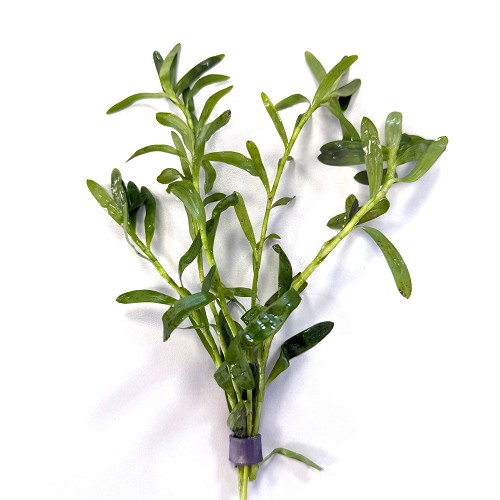 Heteranthera Zosterefolia