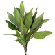 Standaard plant
