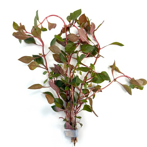 Ludwigia Repens "Mini super red"