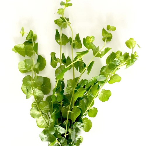 Lysimachia Nummularia