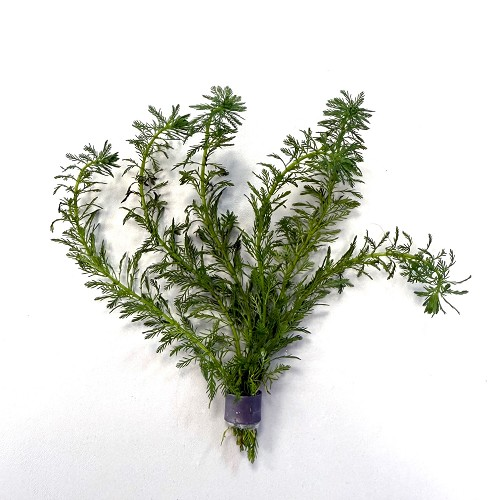 Myriophyllum guyana