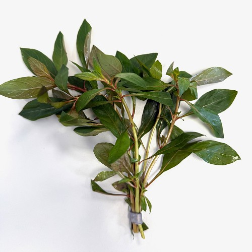 Ludwigia glandulos