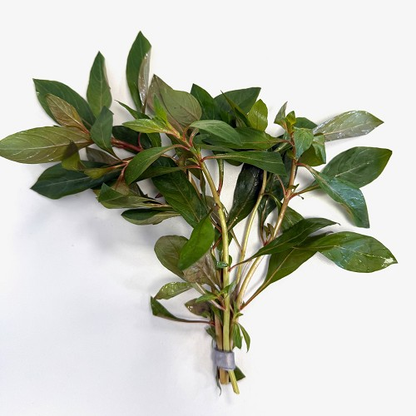 Ludwigia glandulos