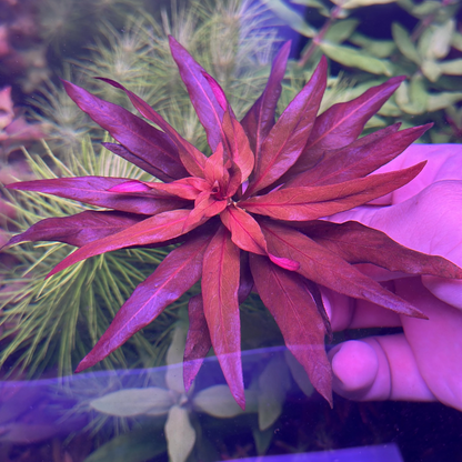 Ludwigia glandulos