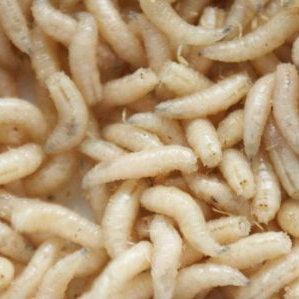 Maggots