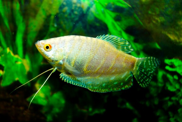 Trichopodus Trichopterus platinum