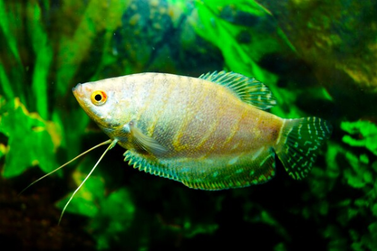 Trichopodus Trichopterus platinum