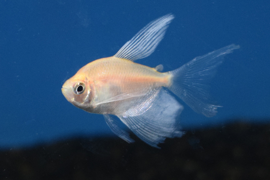 Gymnocorymbus Ternetzi White long fin