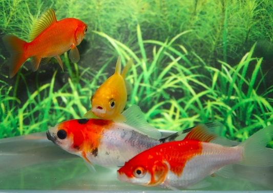 Goudvis mix