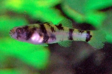 Bijtje Brachygobius Nunus