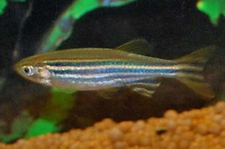 Zebra danio Wild