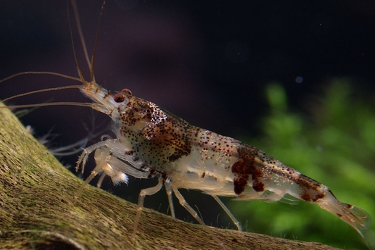 Caridina breviata