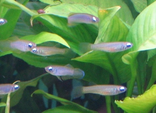 Blauwoogje