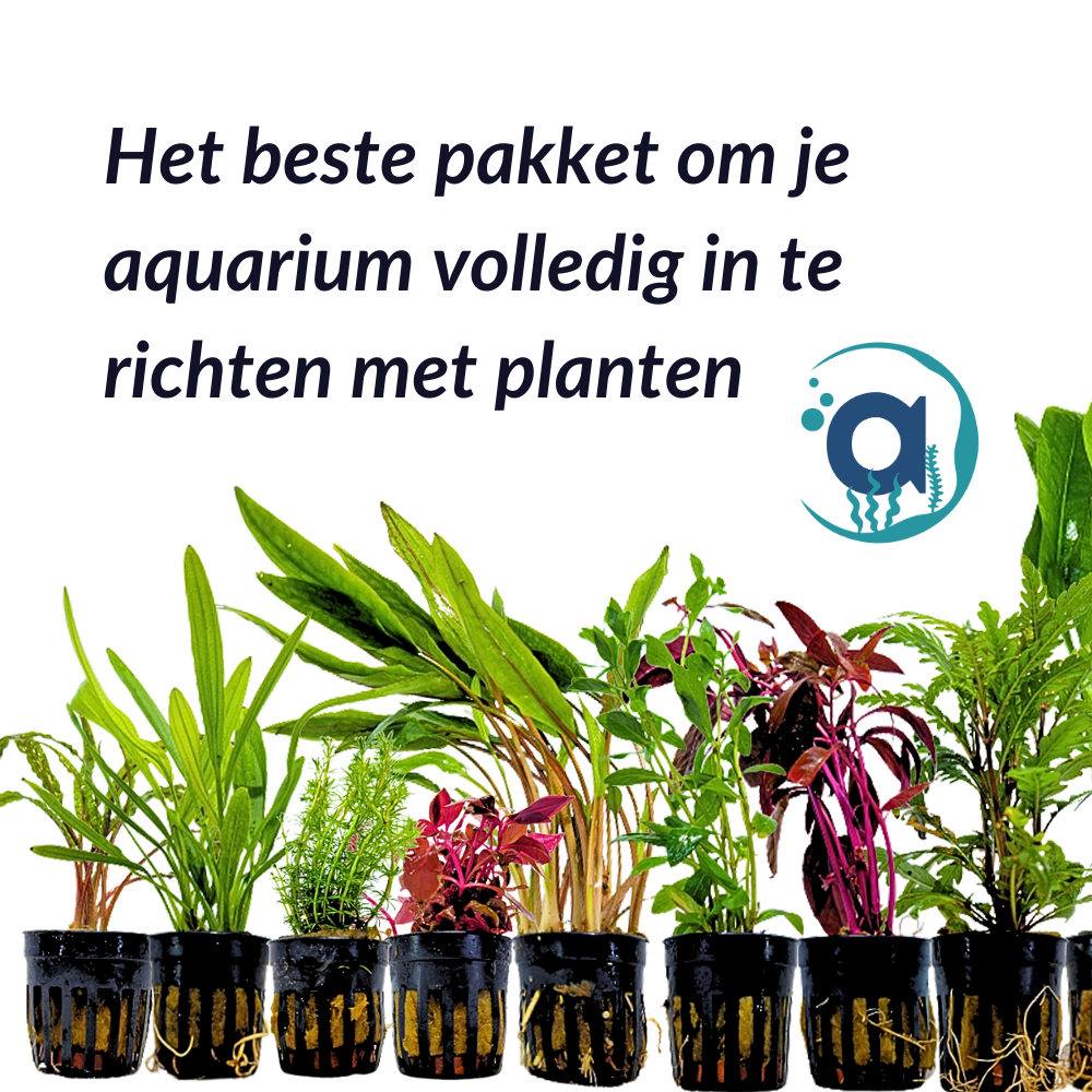 All-In planten pakket