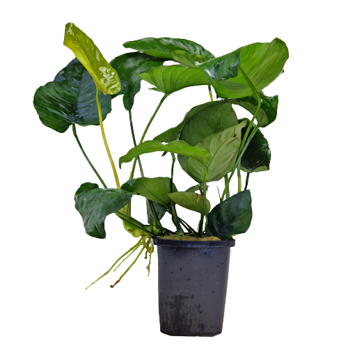 Anubias Barteri Moederplant