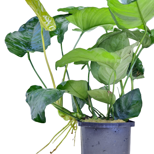 Anubias Barteri Moederplant