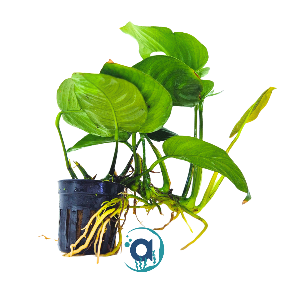 Anubias barteri