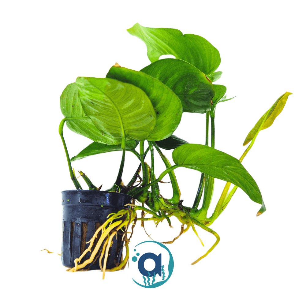 Achtergrond planten pakket