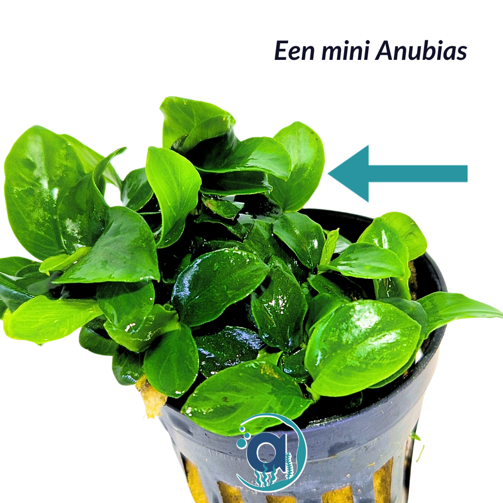 Anubias Bonsai