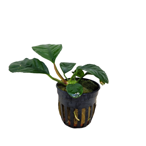 Anubias Coffeefolia
