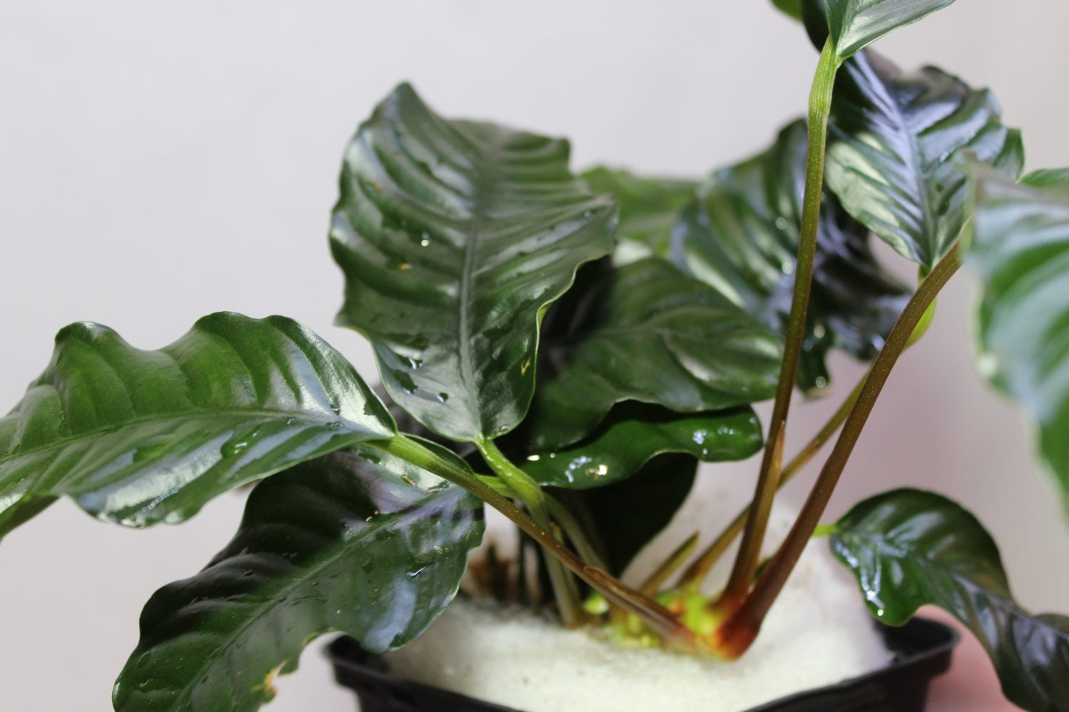 Anubias Coffeefolia Moederplant