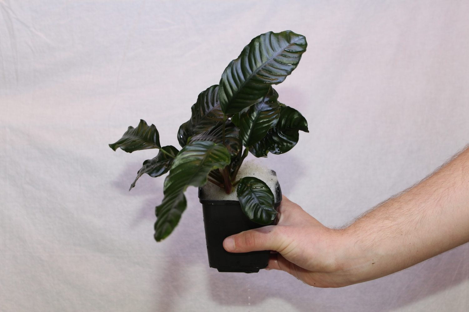 Anubias Coffeefolia Moederplant