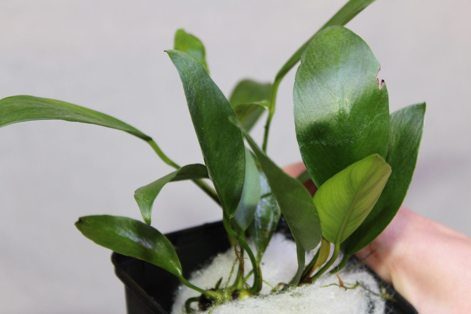 Anubias Congensis Moederplant