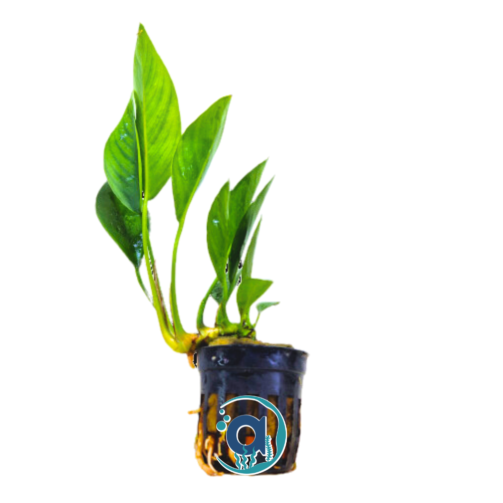 Anubias Congensis