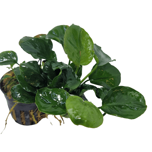 Anubias Golden Coin