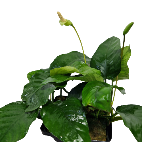 Anubias Nana Moederplant