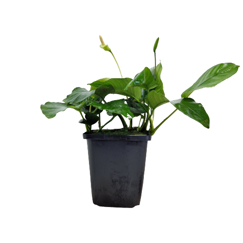 Anubias Nana Moederplant