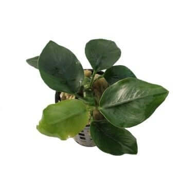 Anubias Nana Thick Leaf