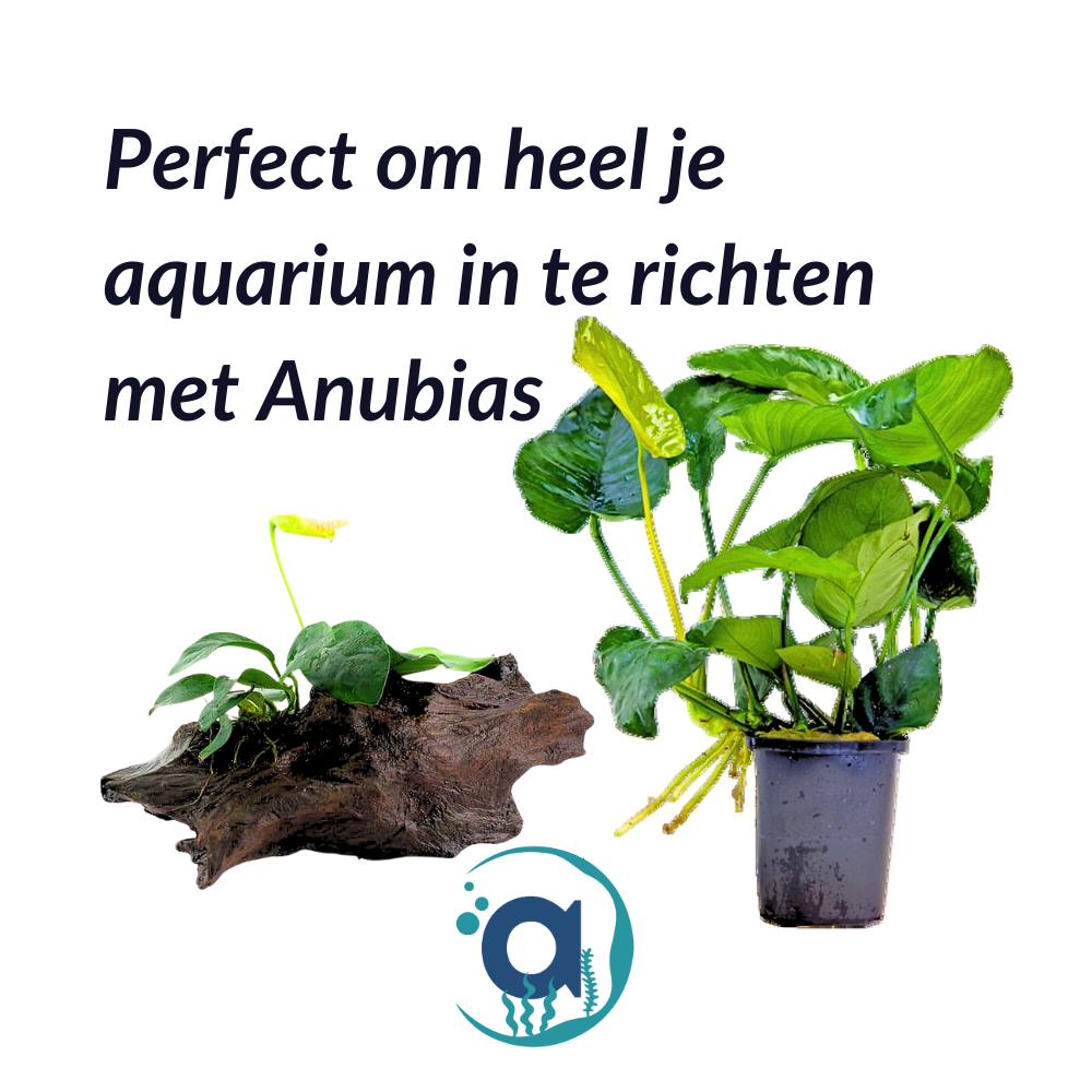 Anubias planten pakket